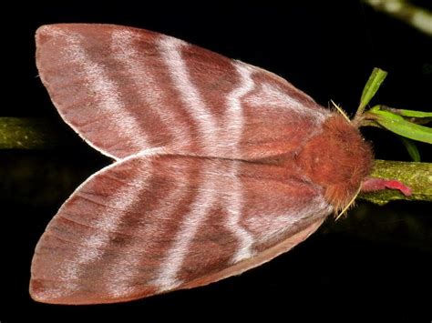 Saturniid Moth Dirphia Somniculosa Confluens Colorful Moths Moth