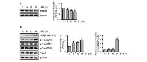 Effect Of Streptozotocin Stz On Synaptic Loss And Tau Activation In