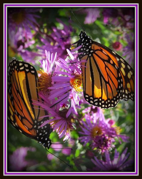 Fly Away Monarch Butterflies Legrevekarjala Blipfoto