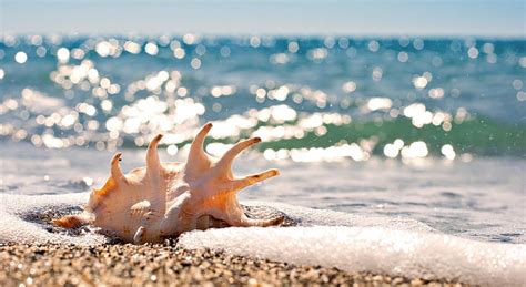 Whelk Beige Conch Shell Nature Beach Sea Beautiful Close Up Sand