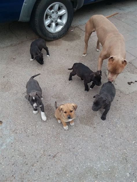 El paso albuquerque las cruces roswell sierra vista. Pitbull/German Shepherd Puppies for Sale in El Paso, Texas