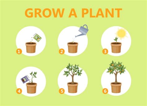 Premium Vector Growing A Plant In The Pot Guide How To Grow A Flower