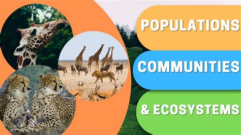 What Are Populations Communities And Ecosystems Youtube