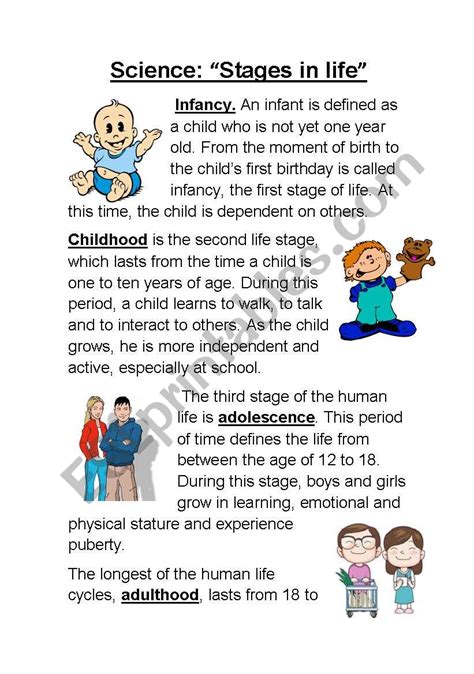 Human Life Cycle For Kids Worksheet