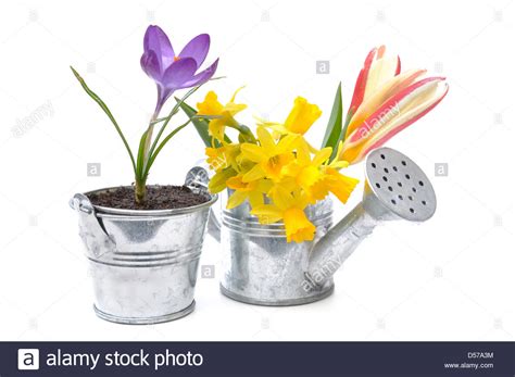 Spring Flowers In Metal Watering Can And Pot Isolated On