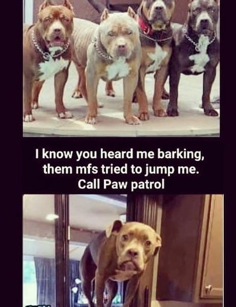 The 15 Funniest Pitbull Memes Of The Week Page 3 Of 3 Petpress