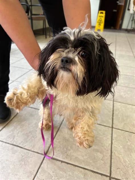 Dog For Adoption Tag 208 Citizen Stray Hold Avail 214 A Shih Tzu In