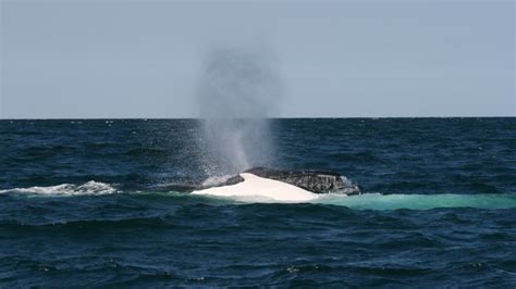 Rare Albino Whale Puts On A Show Off Australian Coast Cnn