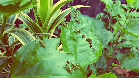 Sedangkan bunga nasional indonesia yang dipilih menjadi puspa pesona adalah bunga anggrek bulan yang bernama latin phaleonopsis amabilis (l.) blume. Ngaronyok anak belalang di tanaman bunga sepatu - YouTube