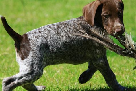 German Shorthaired Pointer The Happy Puppy Site