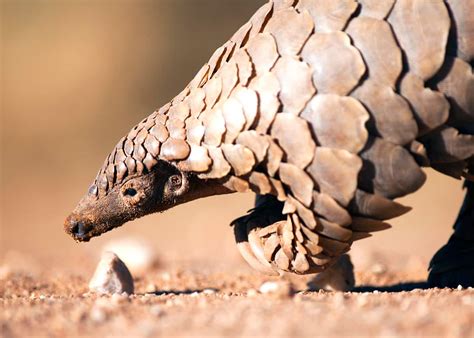 60 Pangolin Facts Guide To All 8 Species Sweet Scaly And Endangered