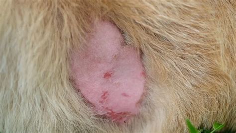 Yeast Infections In Dogs Symptoms Causes And Treatments Dogtime