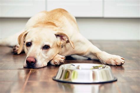 Pet Life Tips On Feeding Your Sick Dog Biographypedia