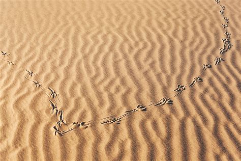 Track Of A Brown Necked Raven Corvus Ruficollis In Desert Sand