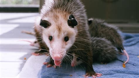 Opossum Facts Support Worthiness Of This Florida Critter