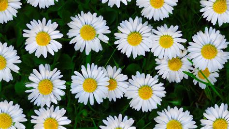 4k Flower Daisy Wallpapers Wallpaper Cave