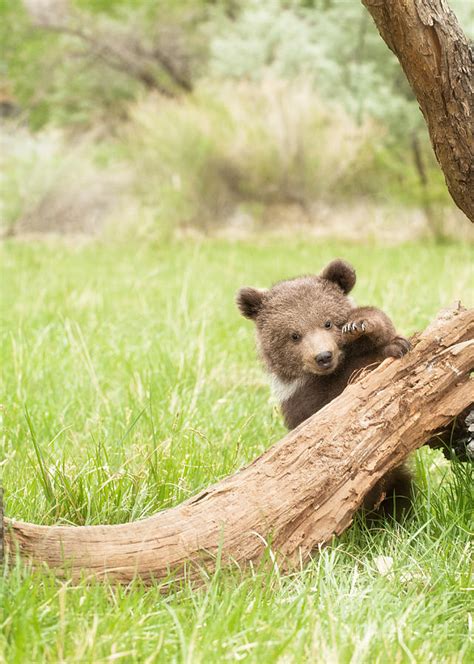 Very Cute Bear Cub Photograph By Melody Watson