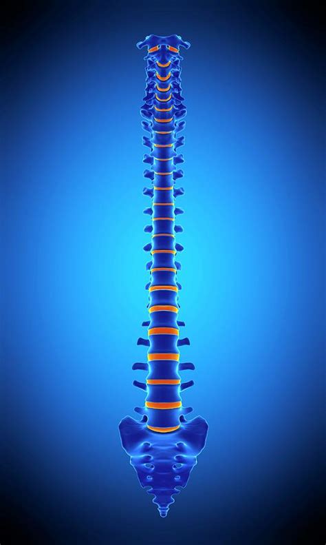 Human Spine Photograph By Sebastian Kaulitzkiscience Photo Library