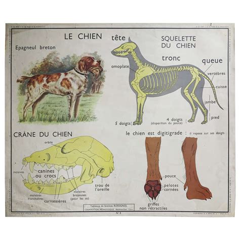 Vintage Animal Anatomy School Chart France 1950 1955 At 1stdibs