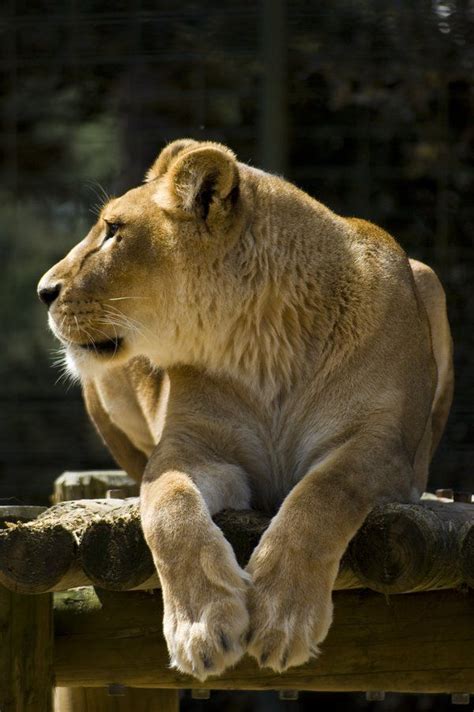 Nov 19, 2013 · 3. Lioness profile (With images) | Animals beautiful, Lioness ...