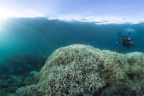 The Great Barrier Reef Has Suffered The Worst Coral Die Off On Record Vox