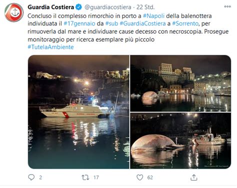 Sportstudio live zeigt dieses spiel hier live im stream. Mysteriöser Wal-Kadaver vor Italien (Updates vom 22.01 ...