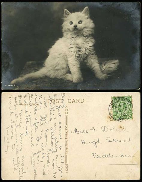 Beautiful Pussy Cat Kitten Feather 1912 Old Real Photo Postcard Pet