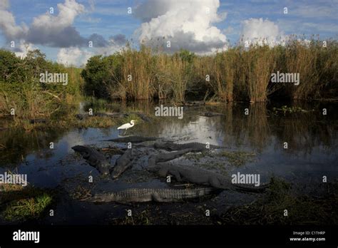 Alligator Egret Everglades National Park Florida Stock Photo Alamy