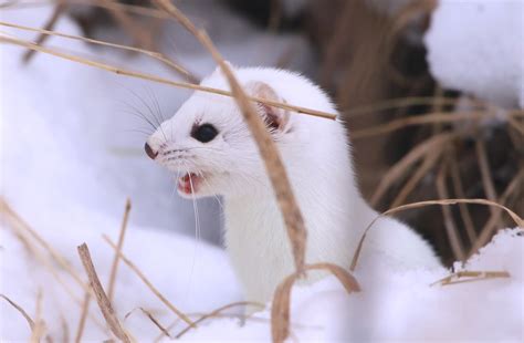 Short Tailed Weasel Ermine Saxzim Bog Mn Took A Trip Wi Flickr