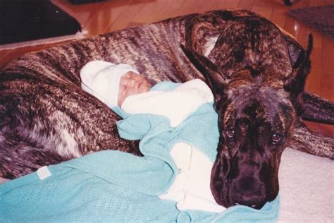 12 Reasons Why You Should Never Own Great Danes