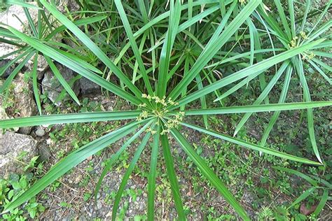 It has a wonderful tropical look and can be grown in pots indoors or out. Umbrella papyrus (Cyperus alternifolius)