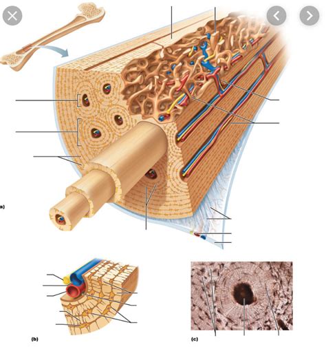 Compact Bone Diagram Endosteum Definition Function Histology Vs My