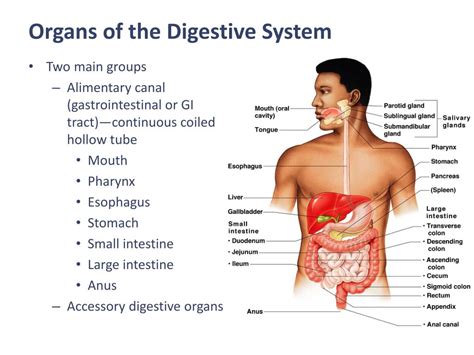 Ppt Digestive System Powerpoint Presentation Free Download Id 2120091