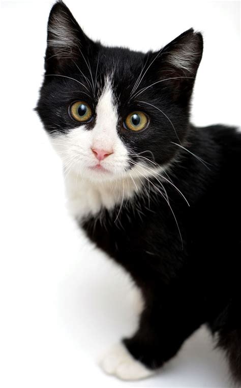 523 Best Tuxedo Cats And Other Cuddlies Images On Pinterest