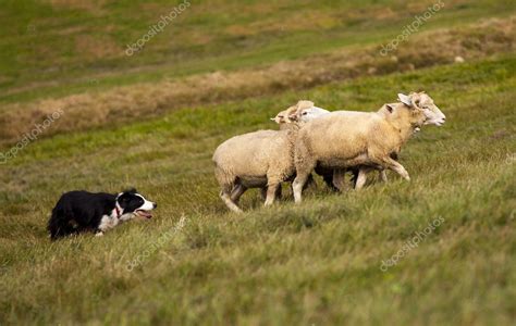 Border Collie Herding Sheep — Stock Photo © Maundymitchell