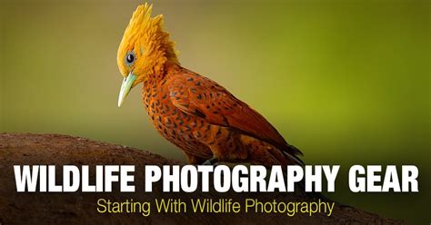 10 Famous Wildlife Photographers And Nature Photographers • Phototraces