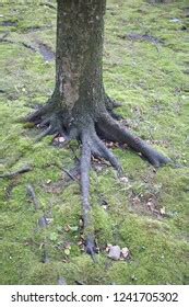 Nude Tree Roots Forest Stock Photo 1241705302 Shutterstock