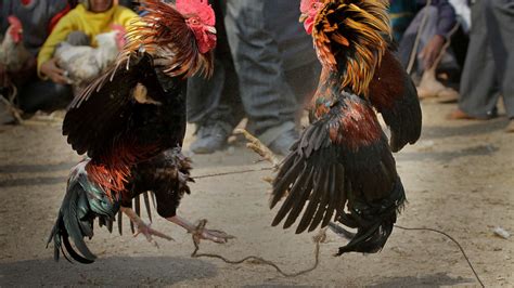 rooster with knife tied to leg kills owner during illegal cockfight in india ktla