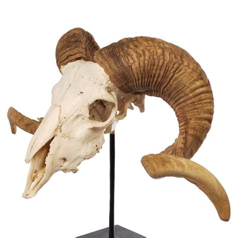 Ram Skull Animal Skulls Skull With Horns