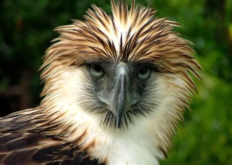 Philippine Eagle Species Overview Conservation And Threats