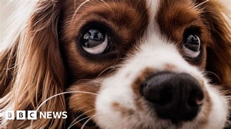 Puppy Dog Eyes Are For Human Benefit Say Scientists Bbc News