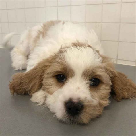 Pet express is your goto puppy expert! Information on Cockapoo Puppies for Sale in Massachusetts