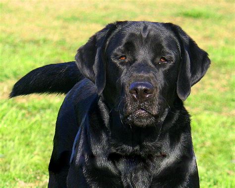 Adult Dogs For Sale Brooks Legacy Labradors