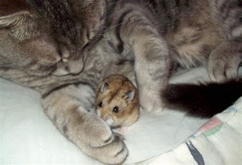 Who Says That Cats And Rodents Cant Get Along Interspecies