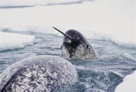 Horn Fish Narwhals June 2014