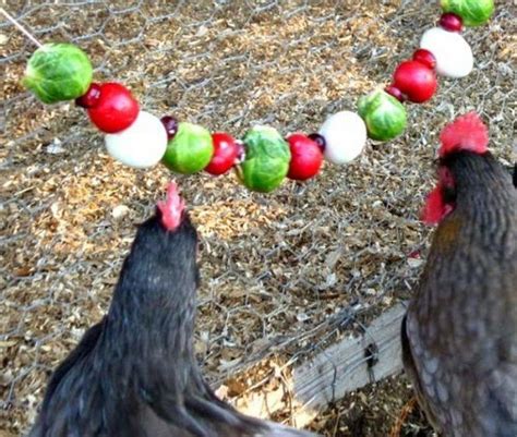 Make Your Chickens Happy With These Healthy Homemade Treats
