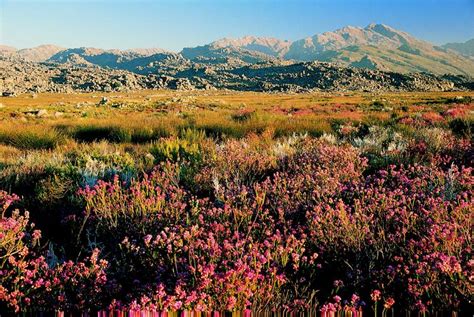 Cape Floral Region Protected Areas Unesco World Heritage Centre