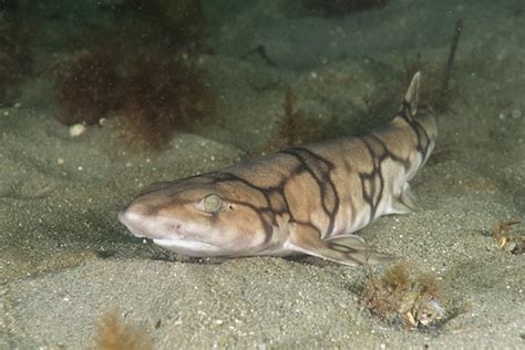 Chain Catshark Pictures Images Of Chain Dogfish Scyliorhinus Retifer