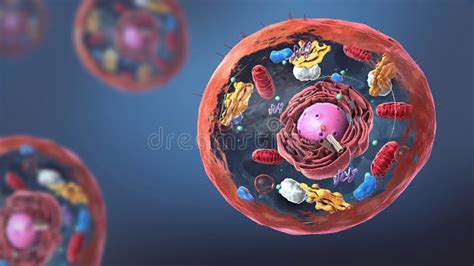 Cellula Eucariotica Illustrazione Di Stock Illustrazione Di