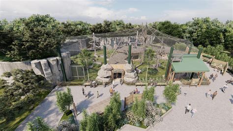 Franklin Park Zoo To Debut New Gorilla Habitat This Summer The Boston